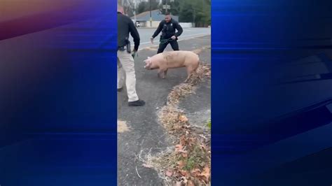 Police wrangle runaway pig in New Jersey